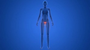 「女性の生殖器系の解剖学アニメーションコンセプト」の動画素材（ロイヤリティフリー）3413642917 | Shutterstock