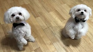 1.4K views · 95 reactions | All my Maltese babies ready for Christmas  But today ....Few pics, videos of all my Maltese babies. Snowy ( 6 y.), Lady ( 4 y), Kissy ( 1 y ), Pinky ( 9 m.) and the little one Junior 6 months.... and Christmas Day.....they will be .....nice dressed....., Happy Christmas Eve to all my family and friends ❌⭕️❌⭕️❤️ Second part | OMG Maltese Puppies | Facebook