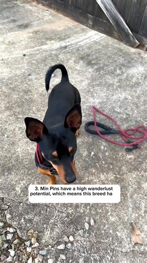 Part V: Facts about the dg breed Miniature Pinscher 💚💚 1. Miniature Pinscher can be good with other dogs if they are socialized in a young age. 2. Min Pins are very sensitive dogs. 3. Min Pin has a high wanderlust potential. Safer to walk them on a leash unless you teach them how to get back to you on command. 4. Min Pins show their affection toward others through licking lick many other dogs. 5. Miniature Pinscher dogs can be quite stubborn. When it comes to train your Min Pin you must be fir