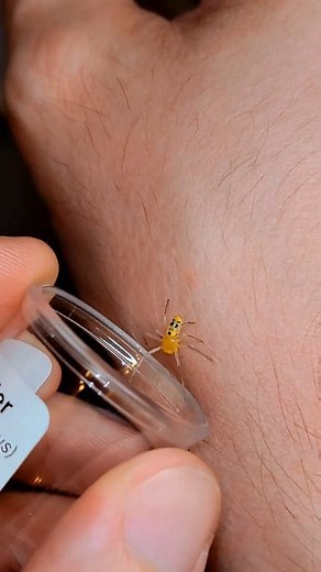 I just bought my very own Pokémon spider #animals #unboxing #arachnids #crabspider #spider | Venomman20