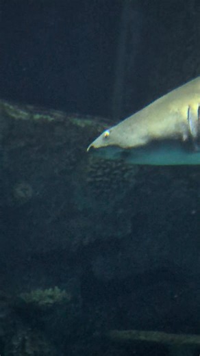 Joe Sullivan on Reels