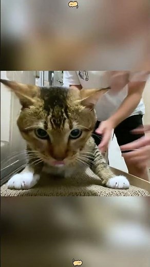 I disturbed his nap 😹#cat #fyp #kitty #catlover #catsof 1