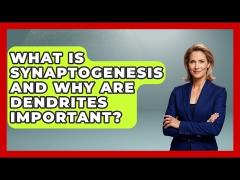 What Is Synaptogenesis And Why Are Dendrites Important? | Brain Development Hub News