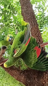 10K reactions · 1K shares | I wonder if birds also get tickled like humans do. because when these two tease each other, they are laughing too much. #enjoylife #pet #petlovers #birds #parrot | Maricel Dupla Kileste | Facebook
