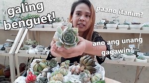 48K views · 2.4K reactions | PAANO ITANIM ANG GALING BENGUET NA PLANTS? || Step By Step Tutorial || Philippines For more videos, SUBSCRIBE to my YouTube channel: https://www.youtube.com/c/KenKenDeLara/videos THANK YOU! | Kenken de Lara | Facebook