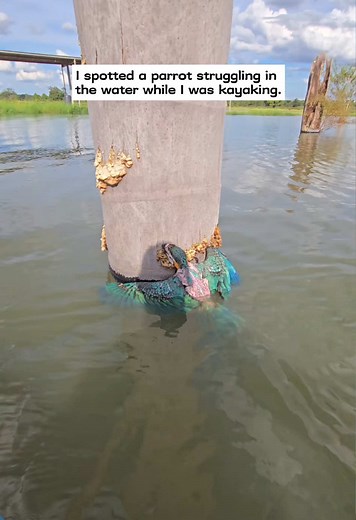 Parrot Rescue While Kayaking: Saving a Struggling Macaw