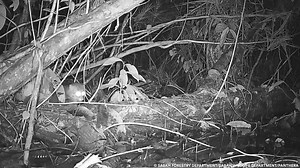 15K views · 211 reactions | ❗️ Exclusive: This is some of the only...