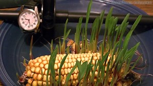 Corn Cob Sprouting in Water — The Wonder of Science