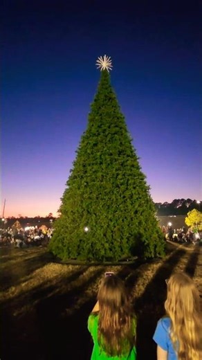 🎄Christmas Tree Lighting Fail! #shorts