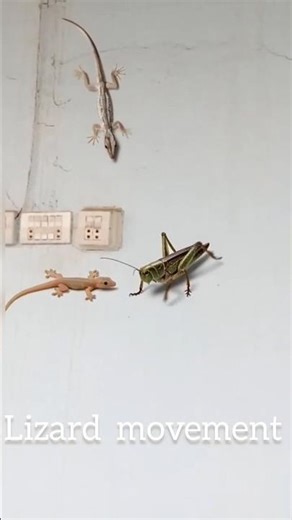 Amazing lizard sounds | lizard movement | 🦎🦗 | cricket vs lizard | #lizard #cricket #sound #ai