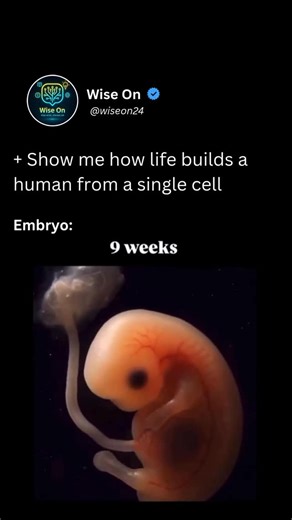 Wise On on Instagram: "From One Cell to a Human! This animation traces the remarkable stages of human embryonic development — from fertilization to the early formation of organs. It follows the journey from a zygote, through cell division, implantation, and the formation of the blastocyst. The process continues with gastrulation, germ layer formation, and cell differentiation, ultimately giving rise to the body’s first organs. #embryonicdevelopment #humanbiology #science #viral #reels"