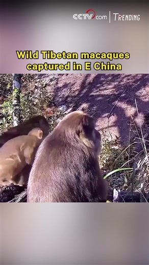 16K views · 103 reactions | Recently, staff discovered images of wild...