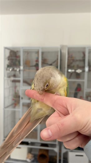 Green Cheek Conure Parrot Training #parrots #greencheekedconure #greencheekconure #conure