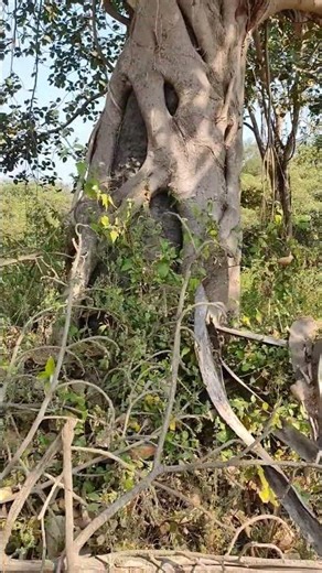 Nature’s Unique Design | Tree Encircling Another Tree at Karanja