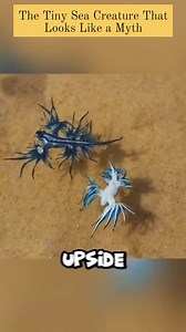 The Blue Dragon, also known as Glaucus atlanticus, is one of the most stunning and unusual creatures in the ocean. With its bright blue color and wing-like body, it looks more like a mythical creature than a real animal. Despite its small size, the Blue Dragon is a skilled predator. It feeds on venomous jellyfish and stores their stinging cells inside its own body, making it dangerous to touch. This incredible survival strategy allows it to turn its prey’s defense into its own weapon. Floating u