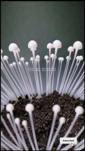 🌱🍄 From Spores to Life: Realistic Mushroom Growth Time-Lapse Seed to Universe 😱✨ #plantgrowth #short