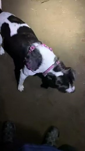 Staffordshire Bull Terrier Puppies For Sale in Canaan, NH