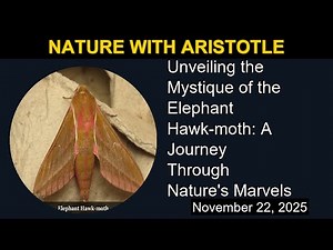 Unveiling the Mystique of the Elephant Hawk-moth: A Journey Through Nature's Marvels