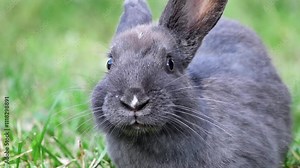 Rabbit, Easter Bunny Concept: Close-up video of one gray rabbit who eats rested calmly in a farm. Look at the camera, slow motion. Stock Video