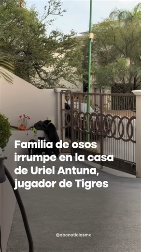 ABC Noticias MX on Instagram: "📱 #VIRAL | Una familia de osos irrumpió en la casa del jugador de Tigres, Uriel Antuna. En un video compartido por su pareja, Penélope García, se observa a los animales deambulando por la propiedad; incluso “robaron” una mochila. El incidente quedó como una anécdota y no se reportaron personas lesionadas. 📹: PennyGarcia"