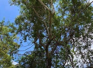 Python hides ready to strike among tree branches - but can YOU spot it?