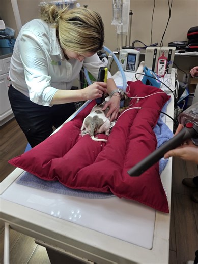 Safari Veterinary Care Centers on Reels | Facebook