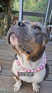 8.5K views · 4.3K reactions | Lottie has found her calling,.professional daughter #StayAtHome #NoJobNoWorries #ProfessionalGirl #LoungingAround Follow @maisythebarnhippo for weekly fun 癩 | Maisy the Barn Hippo | Facebook