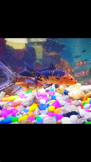 My home new aquarium fishes 🔥🐟#megaquarium #aquarium #trending #fish #fishing