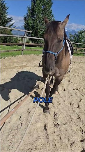 Colt Training: Preparing for Equitation Competition