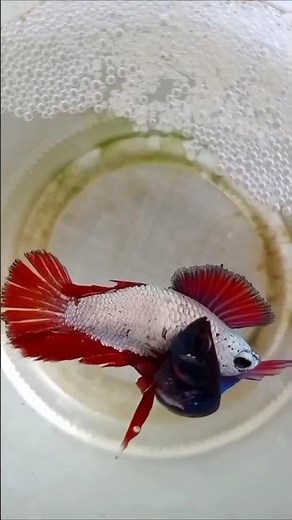 Betta fish breeding||Betta fish laying eggs.✅🤗❤😇🥳