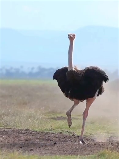 Running Ostrich #runing #animals #wildlife #rush #natural #sounds