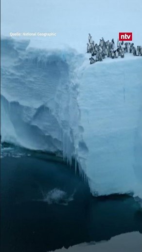 Kaiserpinguine erstmals beim Sprung von 15 Meter hoher Eis-Klippe gefilmt | ntv