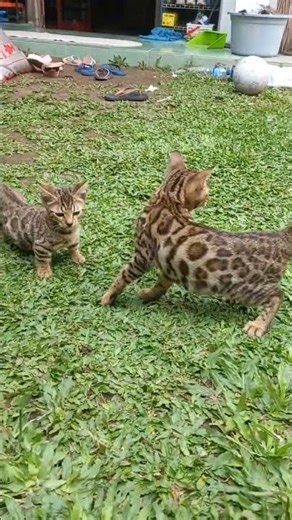 cute munchkin genetta #cat #shorts #kucinglucu