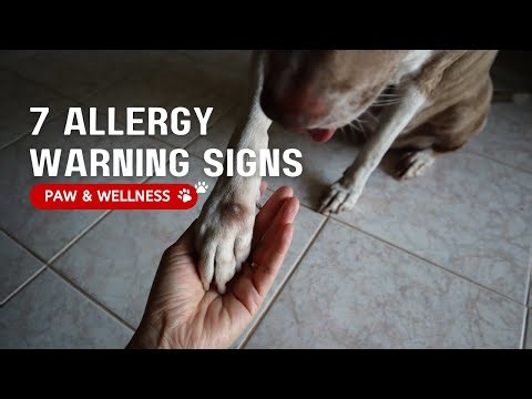 7 Early Signs Your Dog Has Allergies