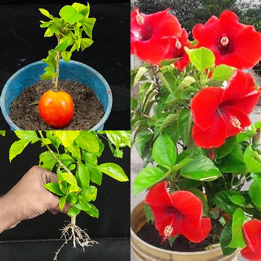 How to propagate and grow hibiscus from cuttings with tomato / hibiscus cutting propagate | Dian Creative