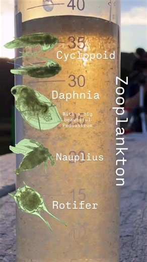 What zooplankton looks like in a tube vs under a microscope #zooplankton