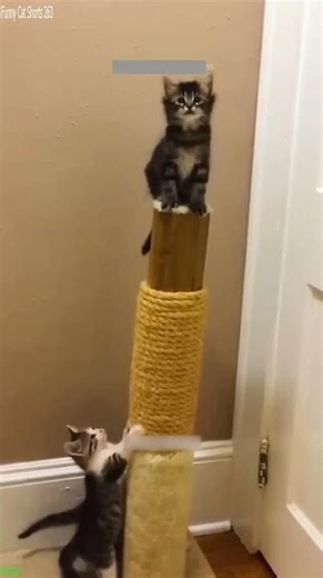 Funny Cats 2024 😻 #animals 🐈‍⬛ # Ep 9925