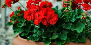 The best places to buy plants online