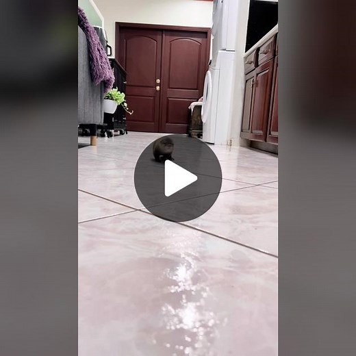 #otter #otters #asiansmallclawedotter #asiansmallclawedotters #conservationthrougheducation #ottersoftiktok #sailor #skipper #exoticanimals #saveourplanet #saveourwildlife #zoology #animaltrainer #animalcare #ilovemyjob #cute #wildlife #hesacutie #otterbaby #otterlover #zoomies #otterrun #cutebabyanimals #babyotter #babyotters #cuterun #running #skipperskipping