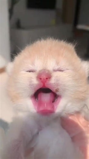baby kitties 🐾