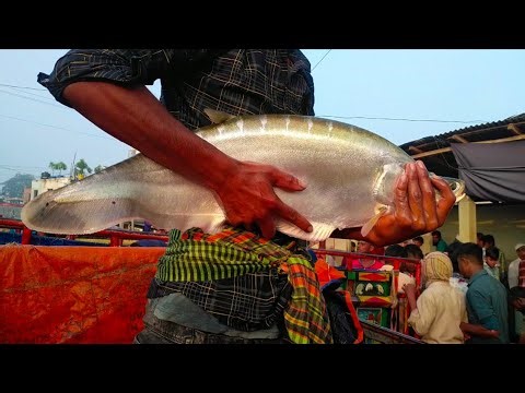 Huge Chital Fish Caught in India – Shocking Market Scene!