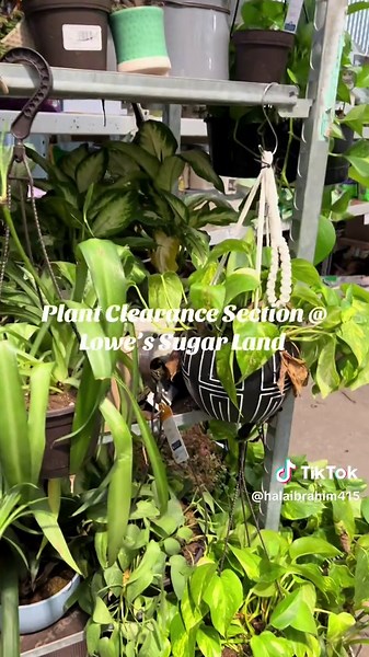 Indoor Plants and Flowers at Lowe's Sugar Land