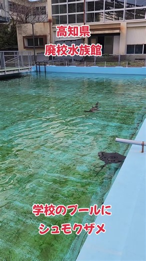高知県の廃校水族館でシュモクザメと出会う