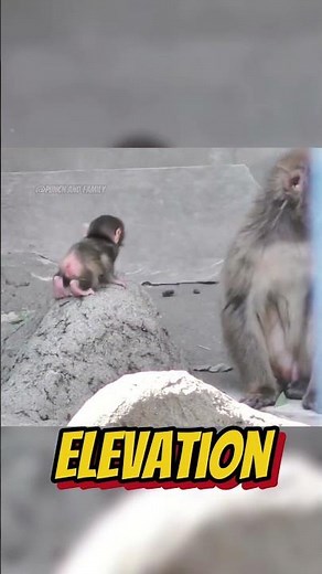 Newborn Baby Macaque Climbs but Falls High Rock! Ichikawa Zoo🐒🏔️ #punch #shorts #fyp #viral #animals
