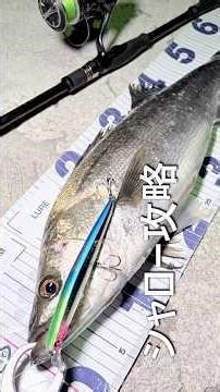 三分で解るシャローに潜むシーバスの捕食行動シーンバッチリ#シーバス#ブローウィン140s#fishing
