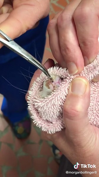 Bot fly removal out of a stray kitten nose. #botfly #botflyremoval #warble #vetmed #vetclinic #kitten