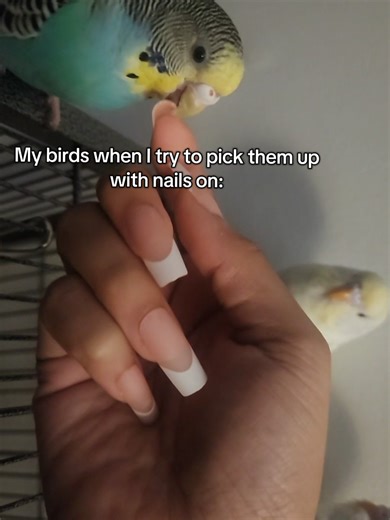 Understanding Budgie Behavior When Handled