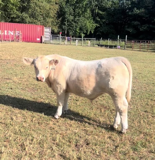 Adorable Boy Available for Adoption: Meet My Favorite