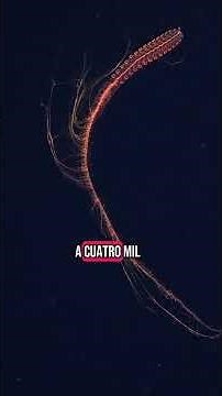 Aliens are in the sea and here's the proof #jellyfish #alien #abyss