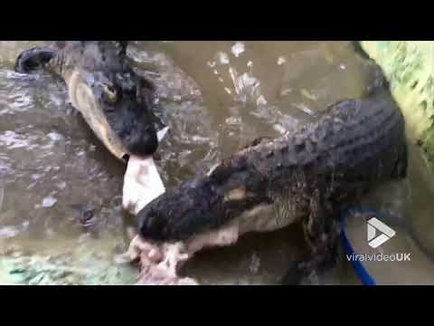 Alligator death roll up close || Viral Video UK